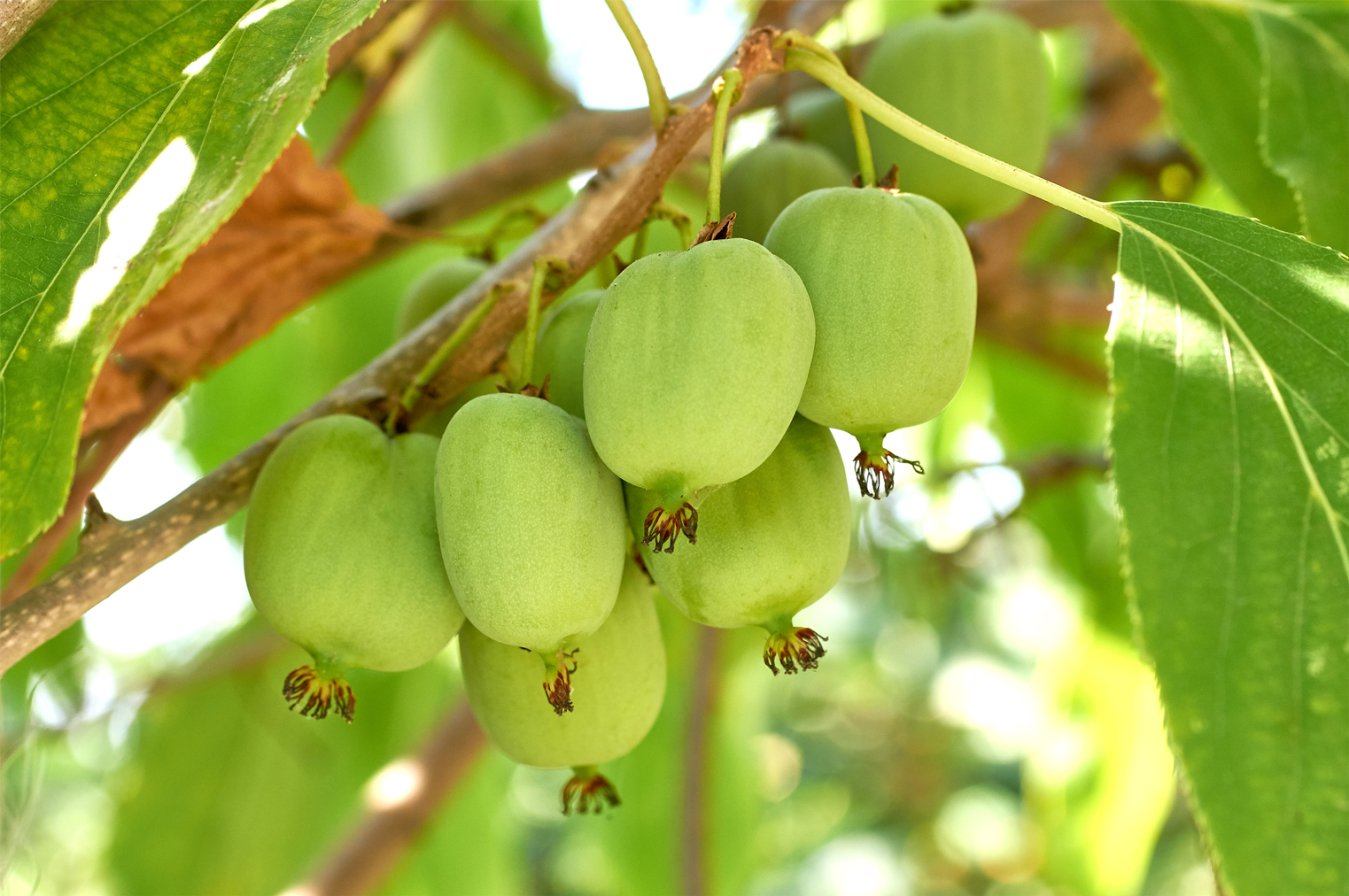 Kiwi Fruit Actinidia arguta 'Super Issai' (Organic)