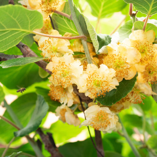 Kiwi Plant Actinidia deliciosa 'Atlas' (m) (Organic)