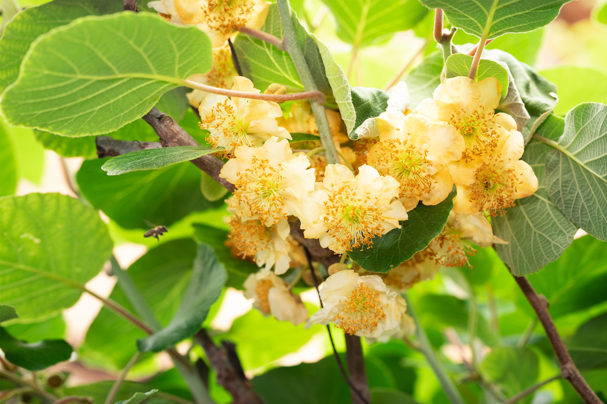 Kiwi Plant Actinidia deliciosa 'Atlas' (m) (Organic)