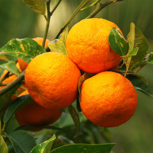 Bitter Orange citrus aurantium (Organic)