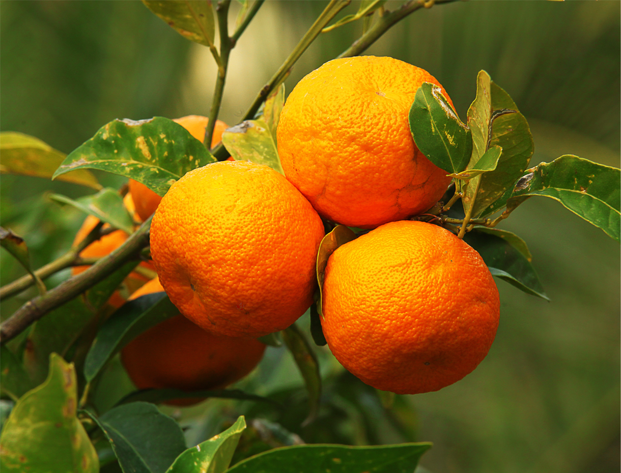 Bitter Orange citrus aurantium (Organic)
