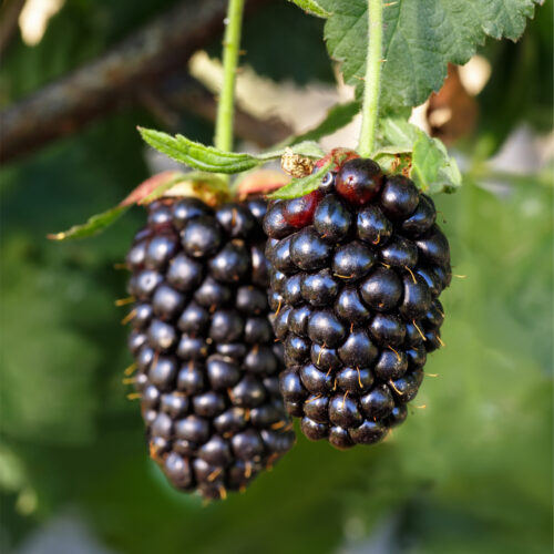 Blackberry 'Navaho' (Organic) Pot size 2 Litre