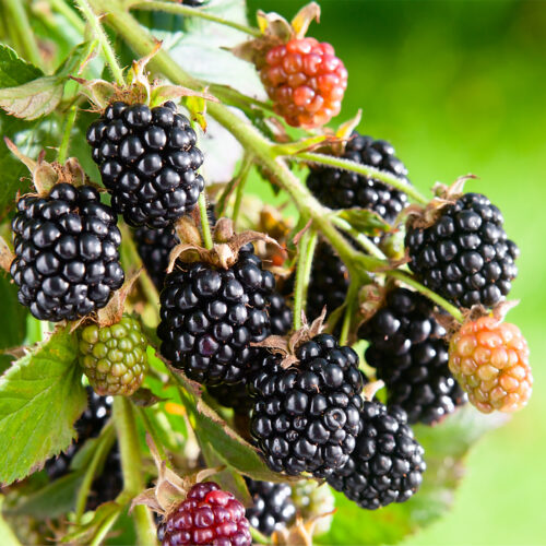 Blackberry 'Loch Maree' (Organic) Pot size 2 Litre