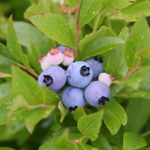 Blueberry 'Duke' (Organic)