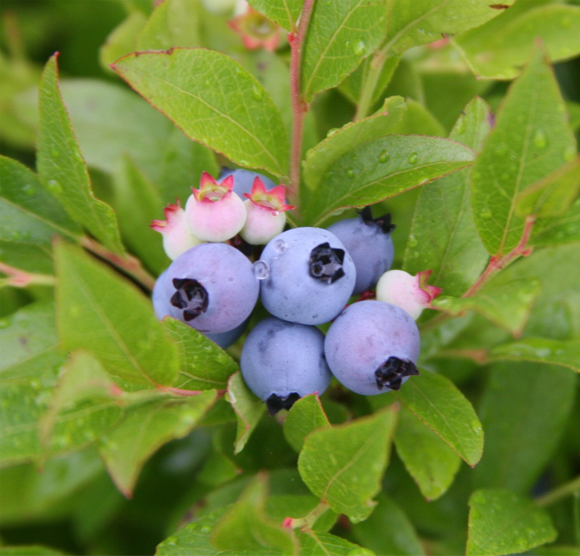 Blueberry 'Duke' (Organic)