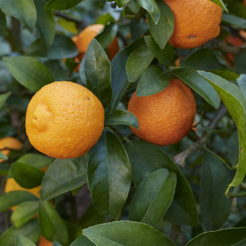 Volkamer lemon Citrus volkameriana (organic)