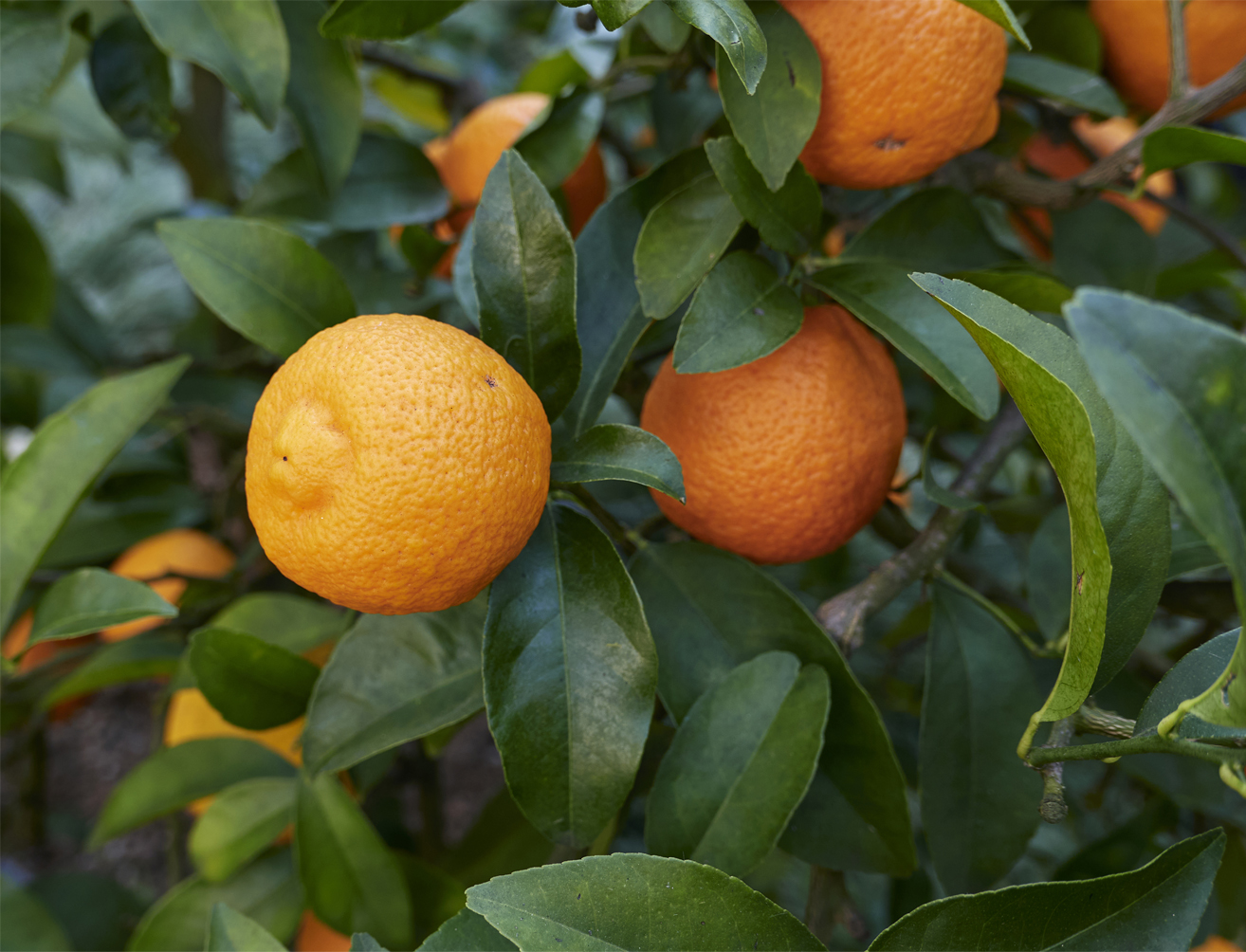 Volkamer lemon Citrus volkameriana (organic)
