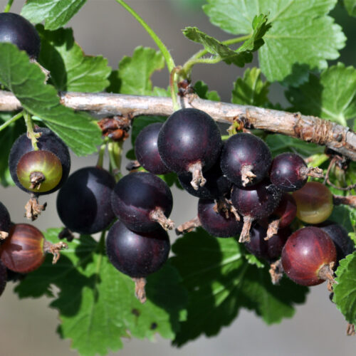 Jostaberry 'Jogusto' (Confiberry®) (Orgainc) Pot size 2 Litre