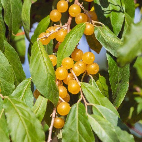 Autumn Olive elaeagnus umbellata 'fortunella (Organic)