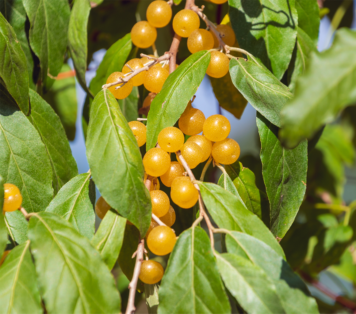 Autumn Olive elaeagnus umbellata 'fortunella (Organic)