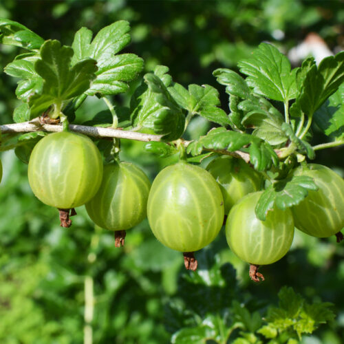 Gooseberry 'Mucurines' (Organic) Pot size 2 Litre