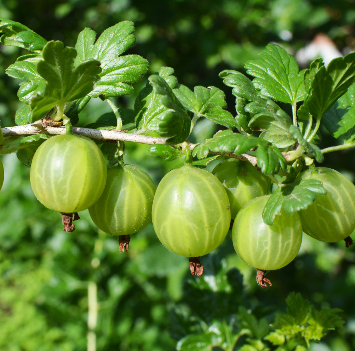 Gooseberry 'Mucurines' (Organic) Pot size 2 Litre