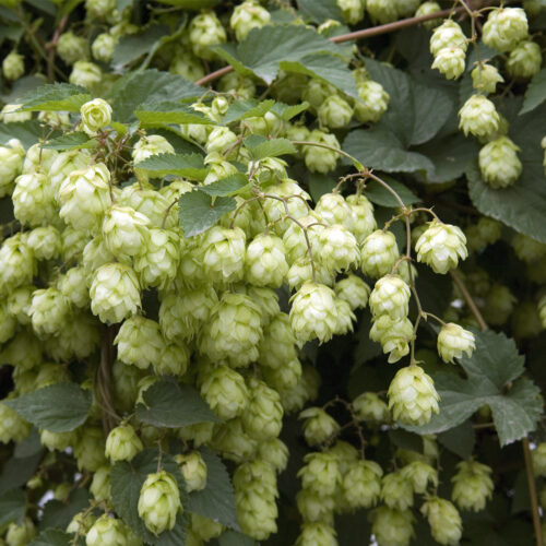 Humulus lupulus ‘Prima Donna’ – Ornamental Hop (Organic)