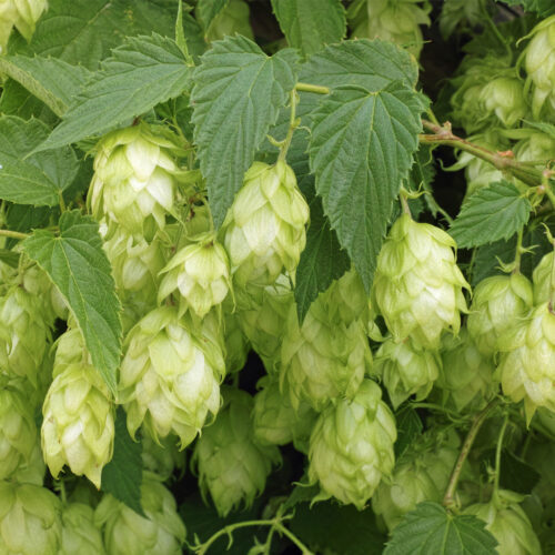 Humulus lupulus Hops ‘nordbrau' (Organic)