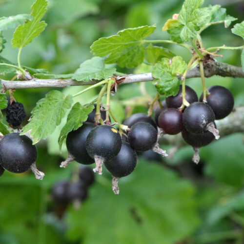 Jostaberry 'Jofruity' (Organic) Pot size 2 Litre
