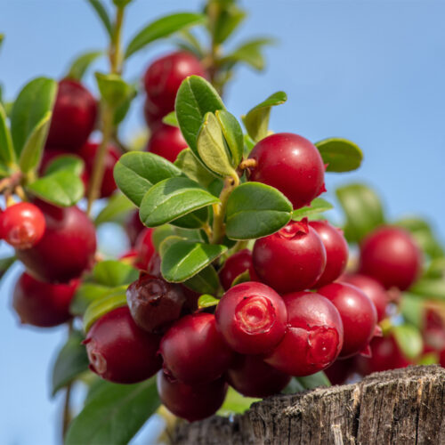 Vaccinium vitis-idaea Lingonberry Red Pearl (organic)