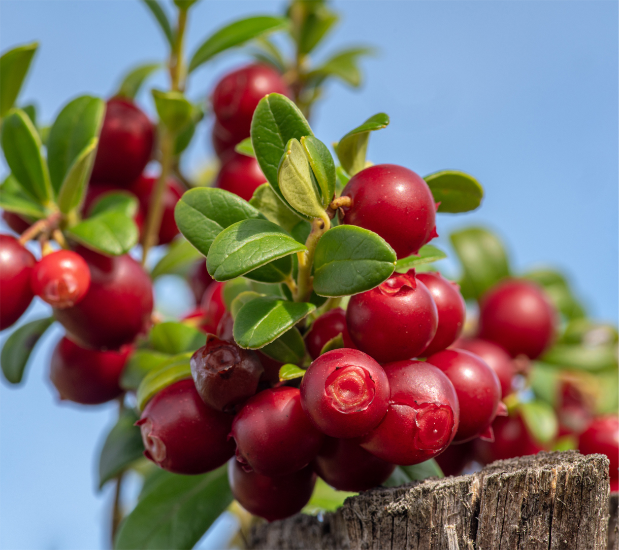 Vaccinium vitis-idaea Lingonberry Red Pearl (organic)
