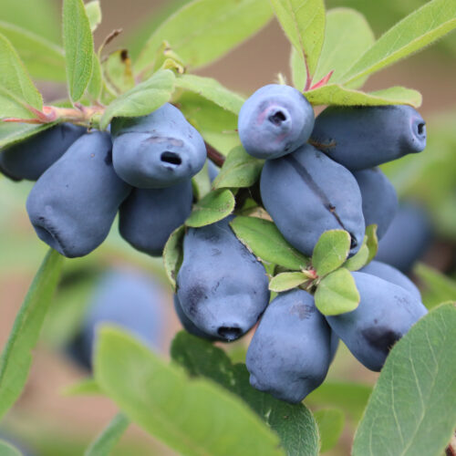 Honeyberry 'Aurora' (Organic) Pot size 2 Litre