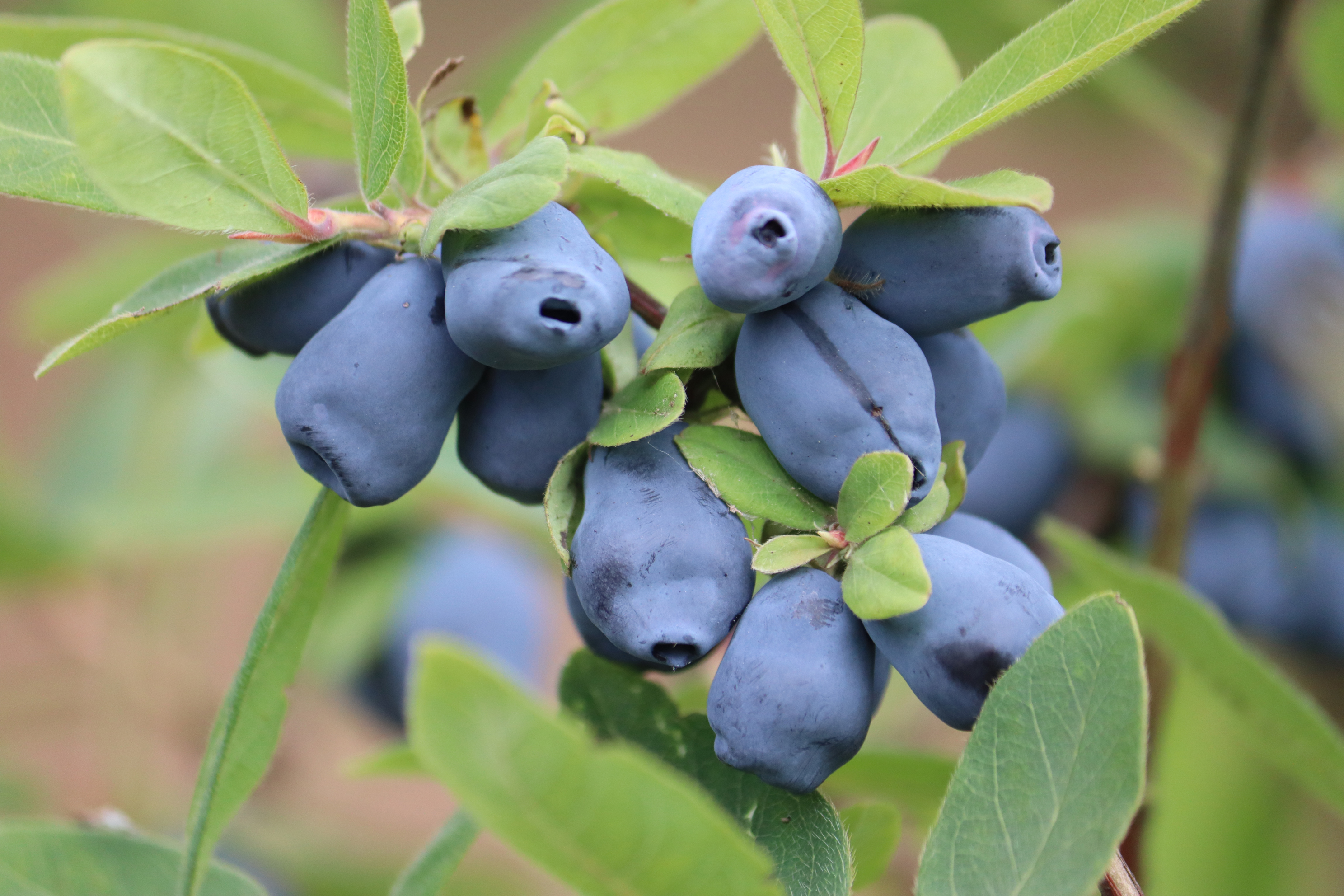 Honeyberry 'Aurora' (Organic) Pot size 2 Litre