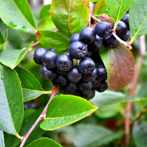 Purple Chokeberry aronia prunifolia rubina (Organic)