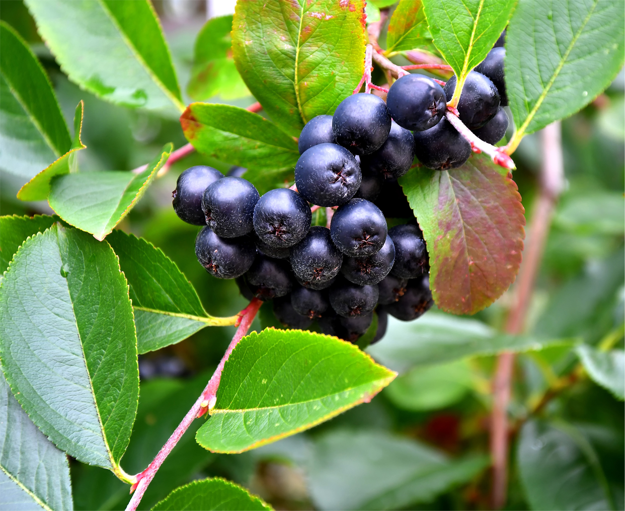 Purple Chokeberry aronia prunifolia rubina (Organic)