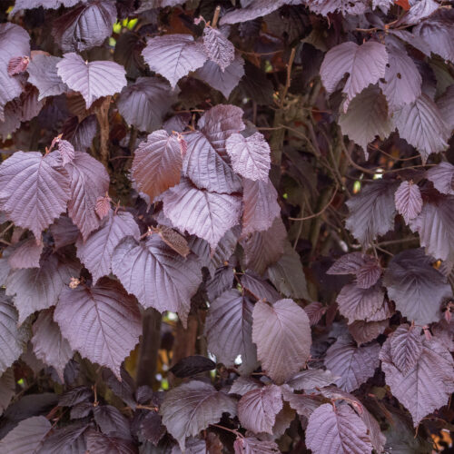 Purple-leaved filbert corylus maxima purpurea (organic)