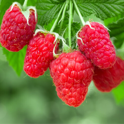 Raspberry 'Aroma Queen' (Organic) Pot size 2 Litre