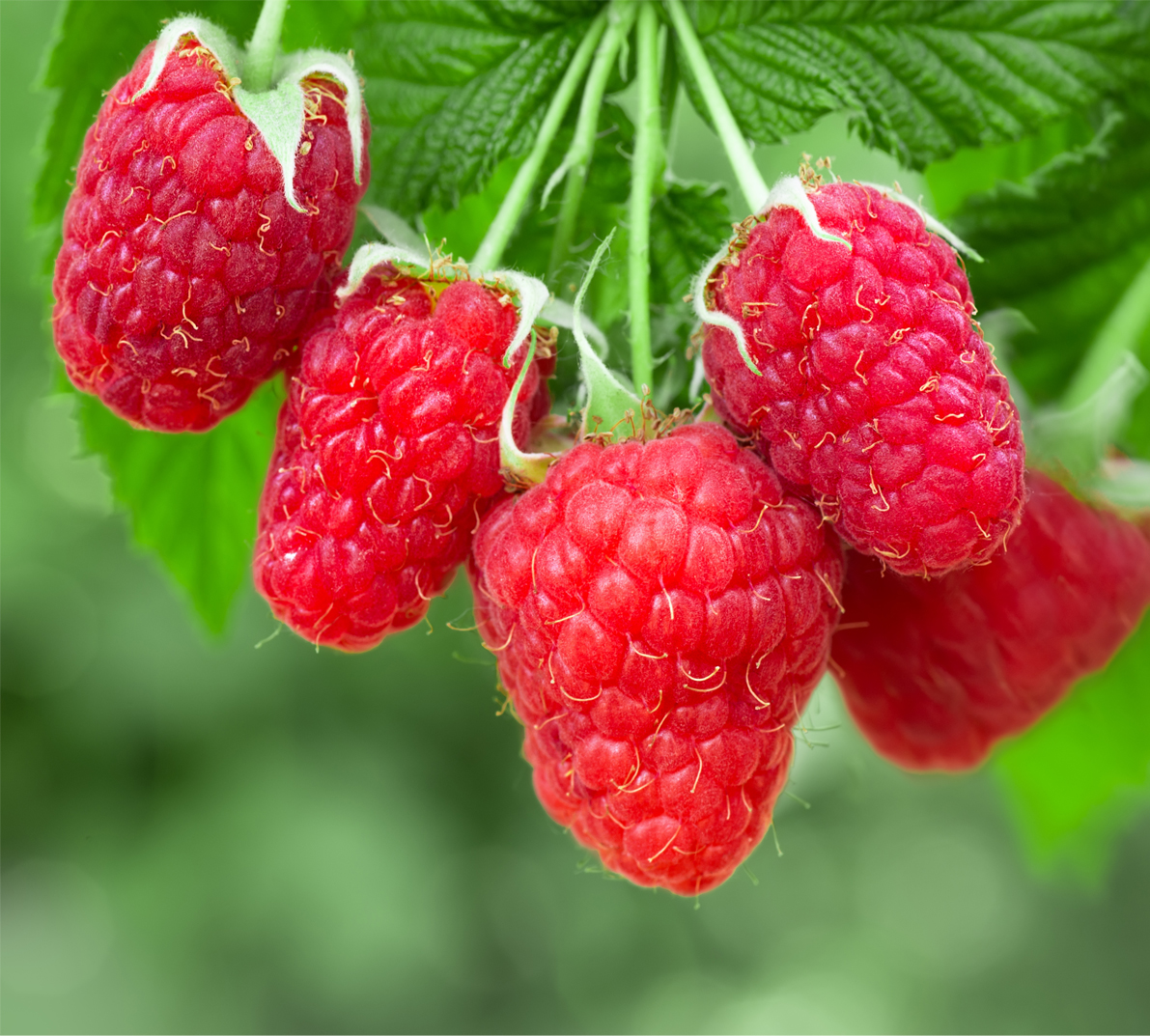 Raspberry 'Aroma Queen' (Organic) Pot size 2 Litre