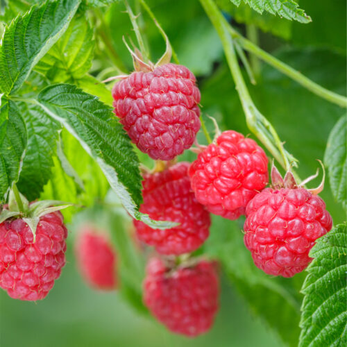 Raspberry 'Autumn First' (Organic) Pot size 2 Litre