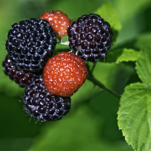 Raspberry 'Black Jewel' (Organic) Pot size 2 litre