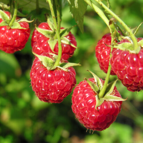 Raspberry Glen Ample (Organic) Pot size 2 Litre