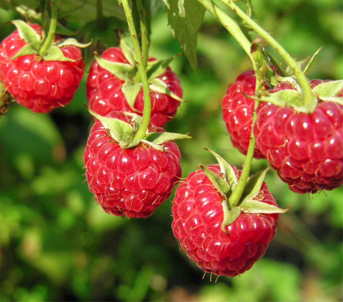 Raspberry Glen Ample (Organic) Pot size 2 Litre