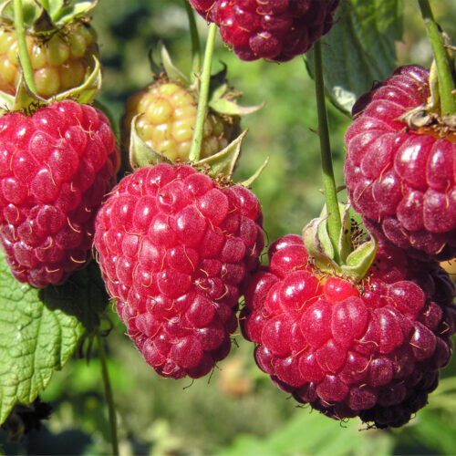 Raspberry 'Sanibelle' (Organic) Pot size 2 litre