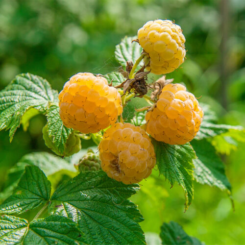 Raspberry Sugana Yellow (Organic) Pot size 1 Litre