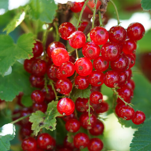 Redcurrant 'Jonkheer van tets' (Organic) Pot size 2 Litre