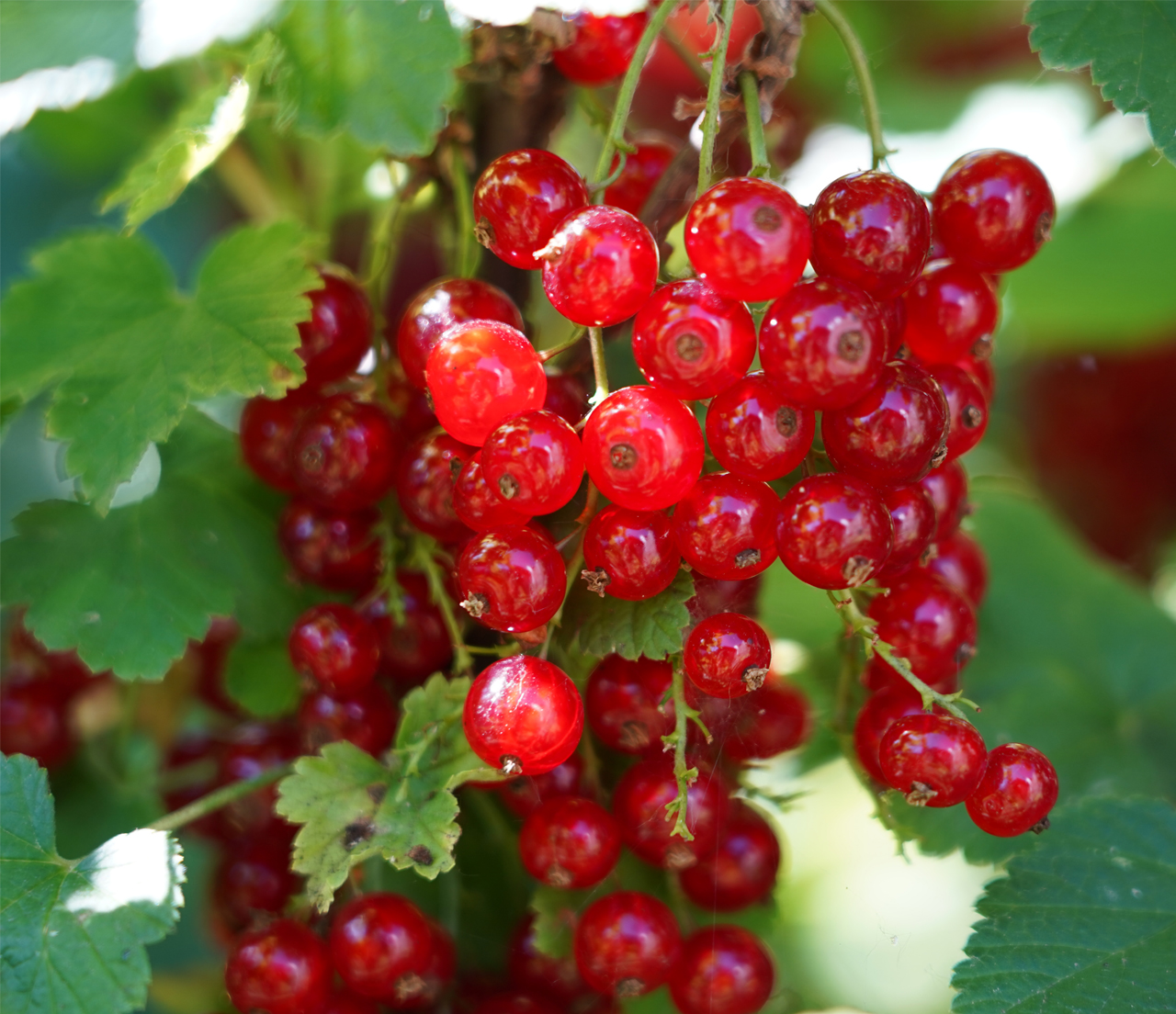 Redcurrant 'Jonkheer van tets' (Organic) Pot size 2 Litre