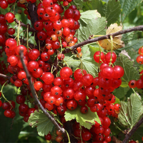 Redcurrant 'Junifer' (Organic) Pot size 2 Litre