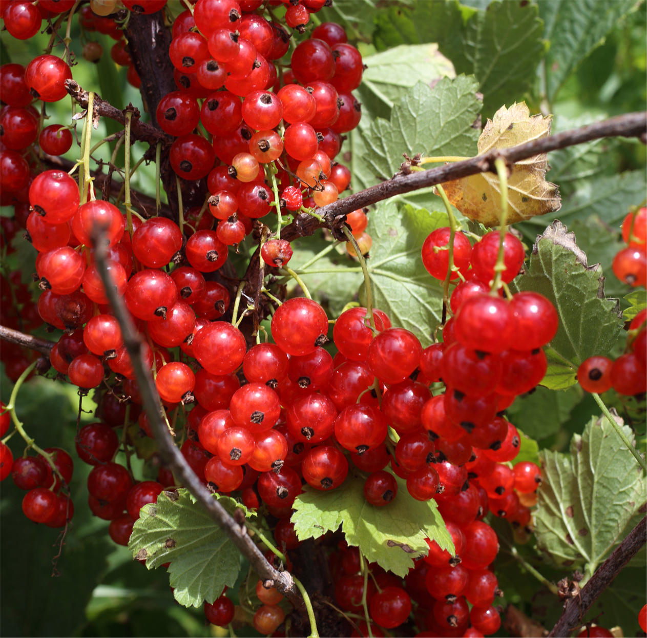 Redcurrant 'Junifer' (Organic) Pot size 2 Litre