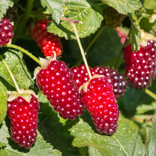 Rubus 'Tayberry' (Organic) Pot size 2 Litre