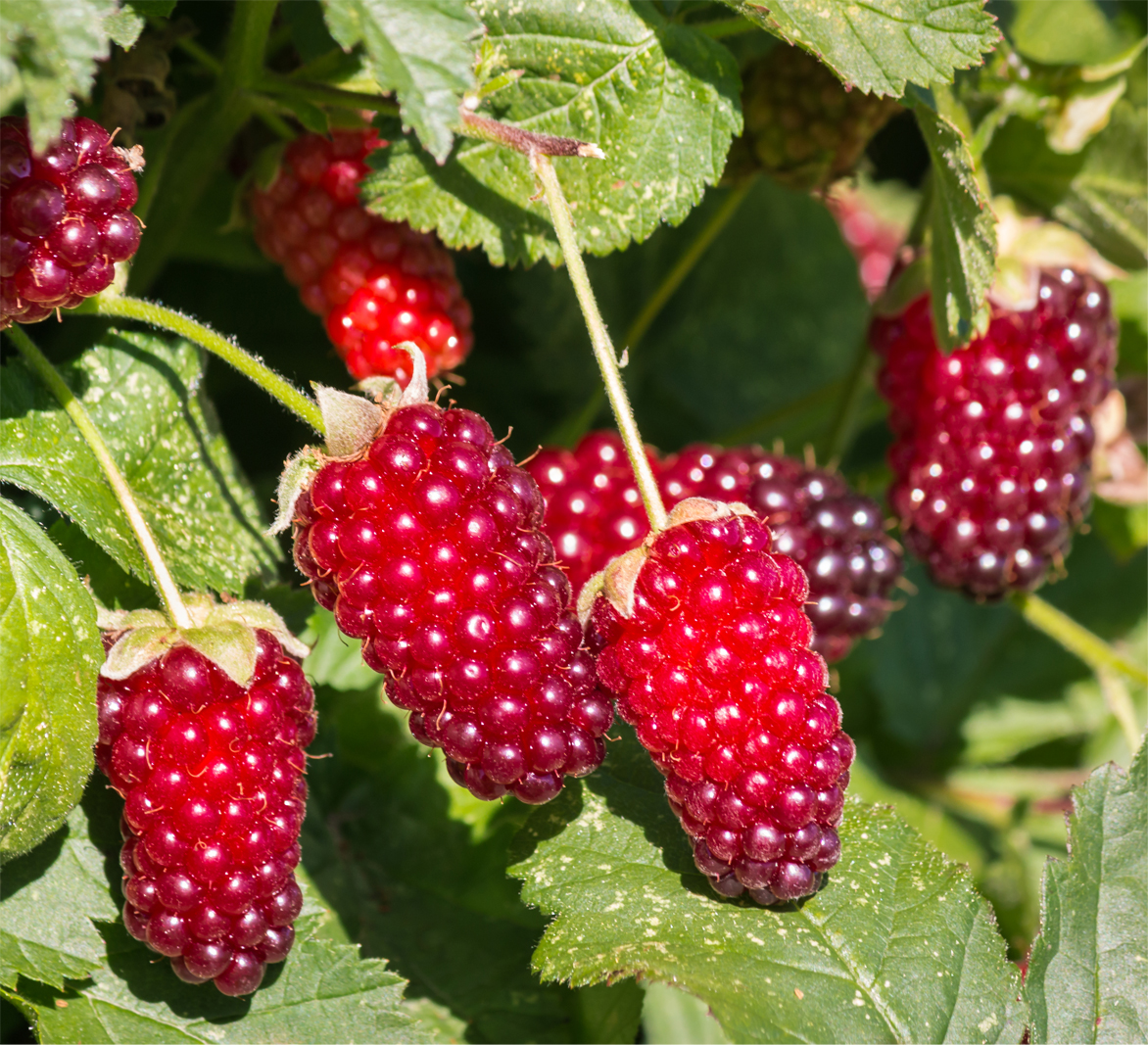 Rubus 'Tayberry' (Organic) Pot size 2 Litre