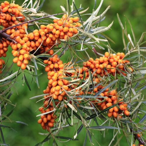 Sea Buckthorn hippophae rhamnoides garden's gift (Organic)