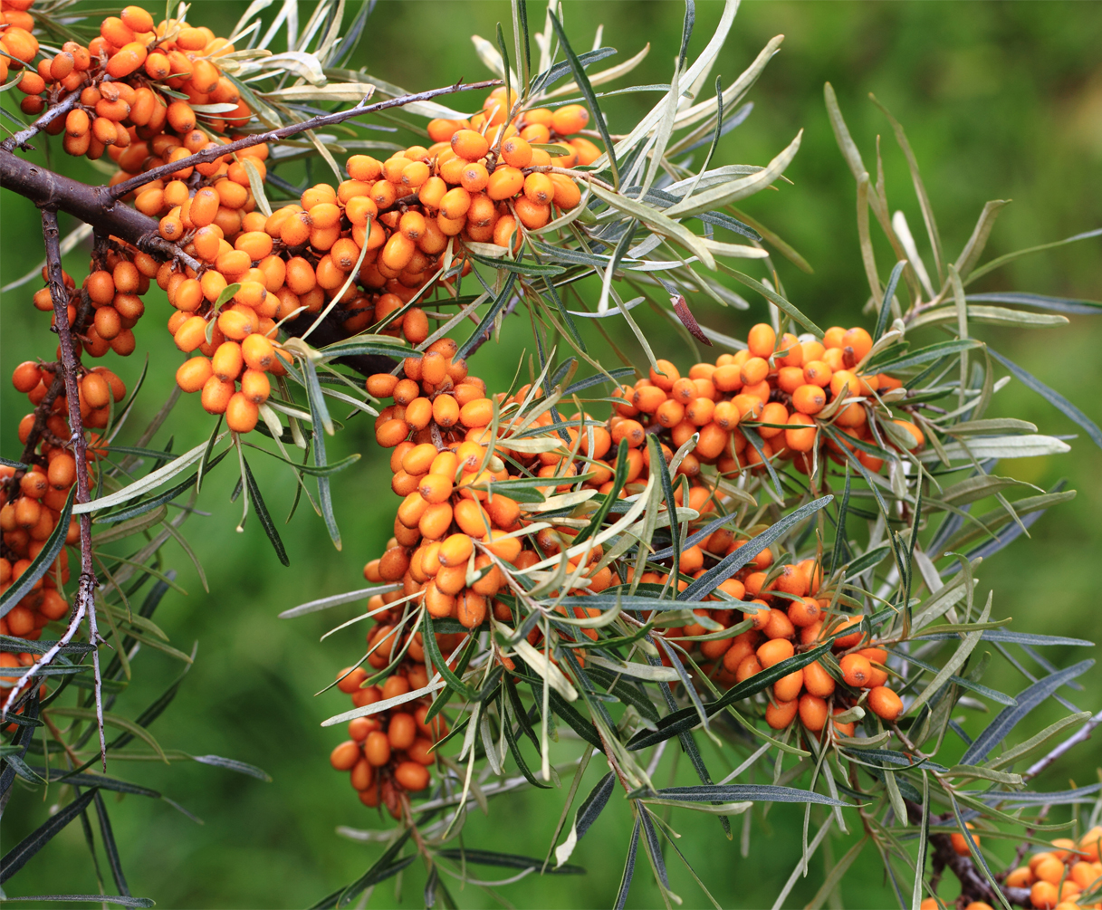 Sea Buckthorn hippophae rhamnoides garden's gift (Organic)