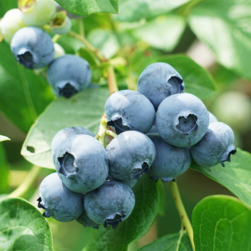 Blueberry 'Brigitta Blue' (Organic)
