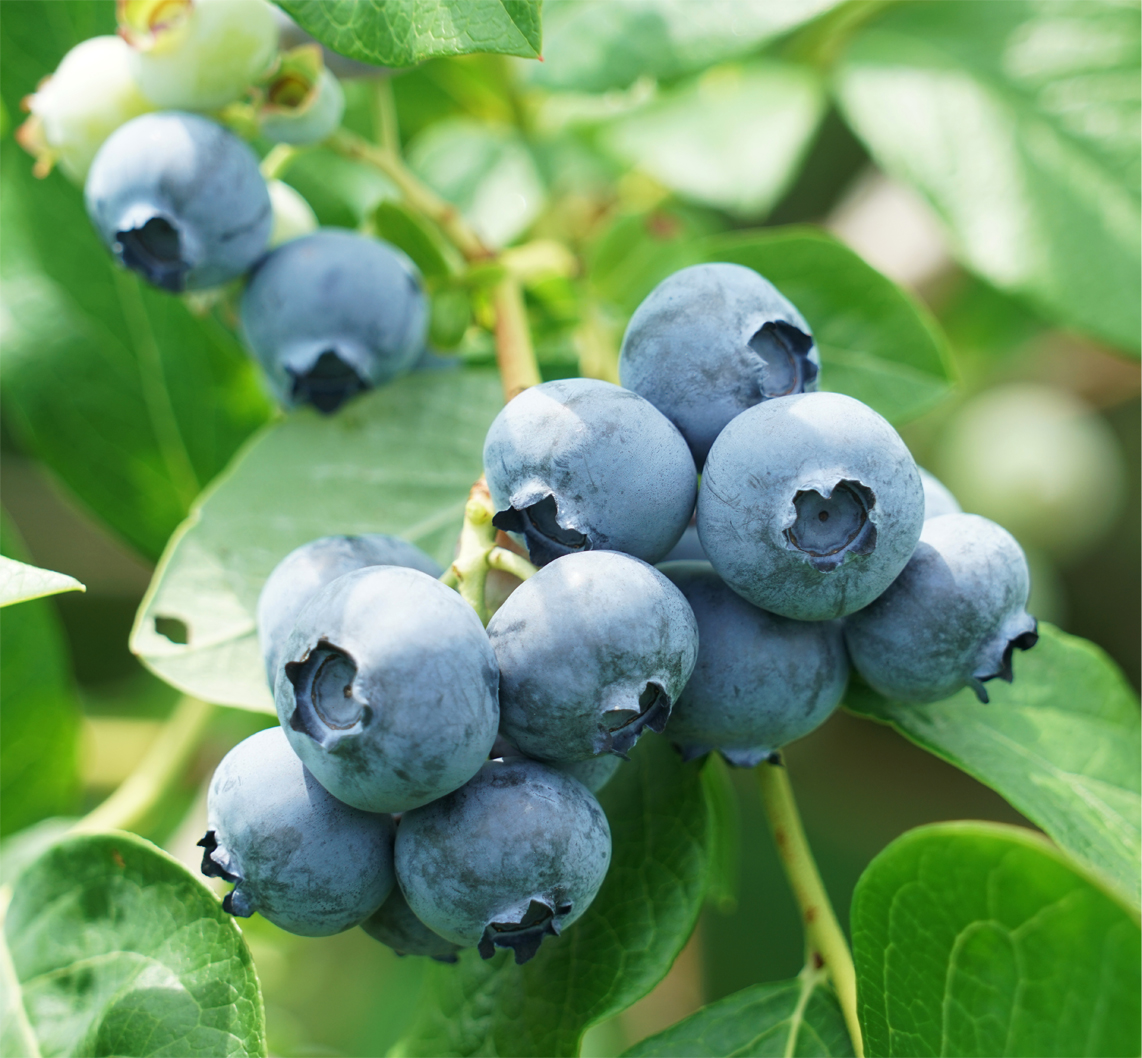 Blueberry 'Brigitta Blue' (Organic)