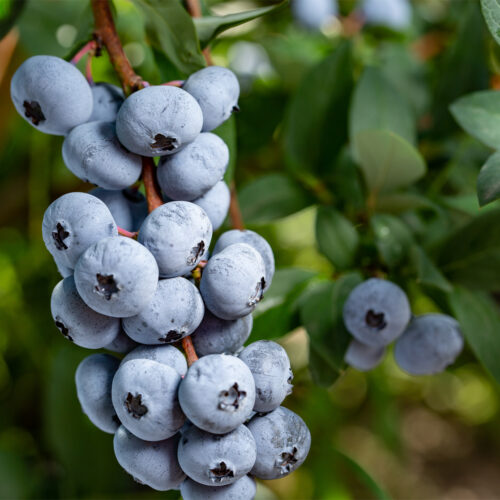 Blueberry 'Blue dessert' (Organic)