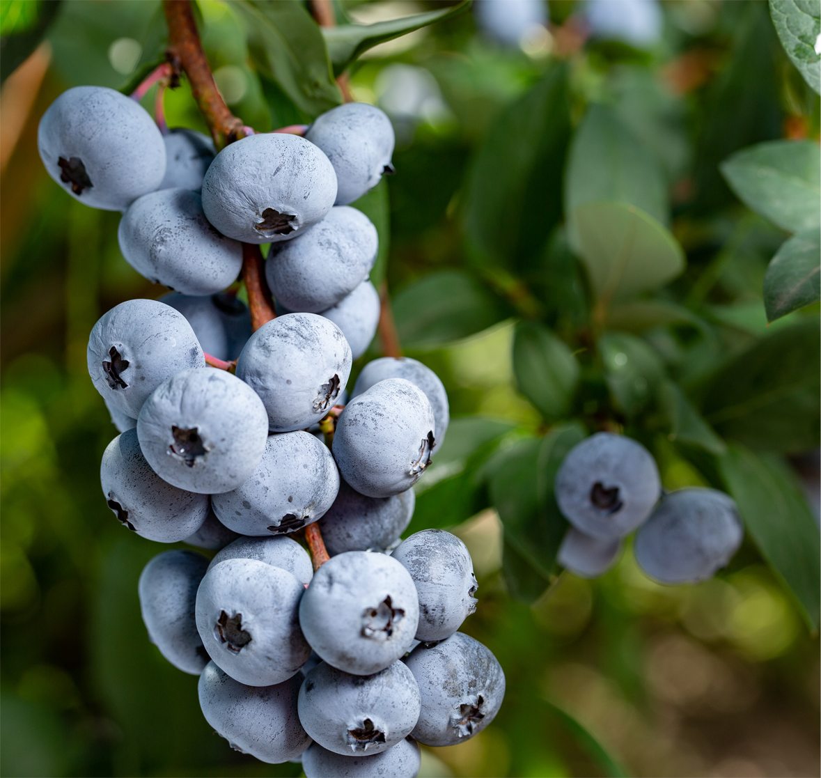 Blueberry 'Blue dessert' (Organic)