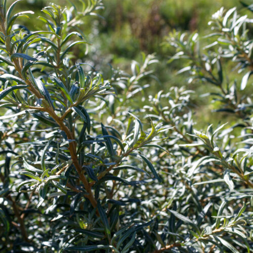 Male Sea Buckthorn hippophae rhamnoides pollmix (Organic)
