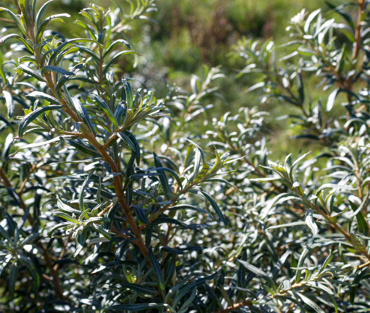 Male Sea Buckthorn hippophae rhamnoides pollmix (Organic)