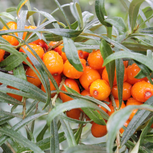 Female Sea Buckthorn hippophae rhamnoides tytti (Organic)
