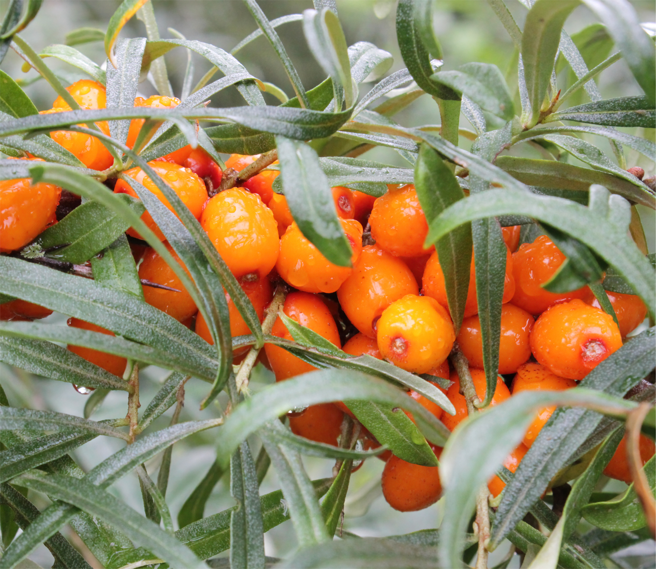 Female Sea Buckthorn hippophae rhamnoides tytti (Organic)